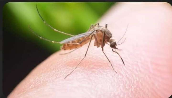 مبيد الناموس من شركه مكه