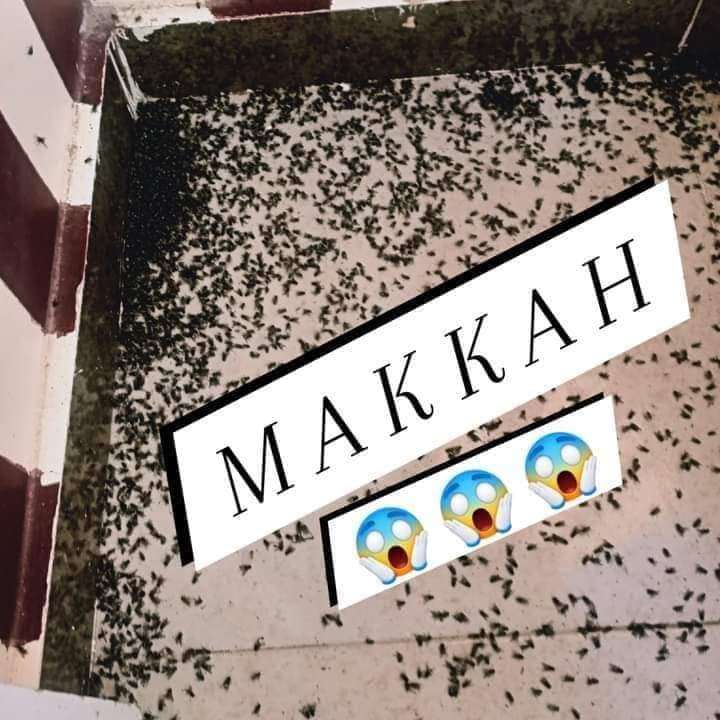 مبيد الذباب والهاموش من شركة مكه