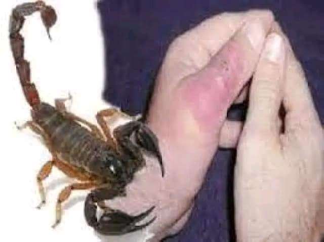 مبيد بودرة العقارب من شركه مكه