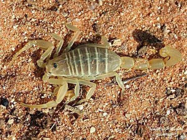 مبيد بودرة العقارب من شركه مكه