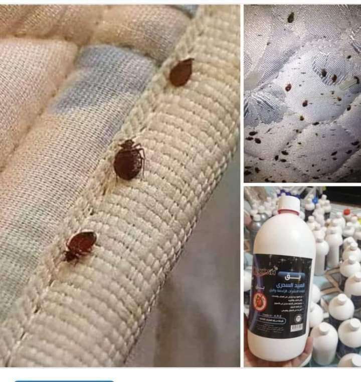 مبيد البق 1 لتر