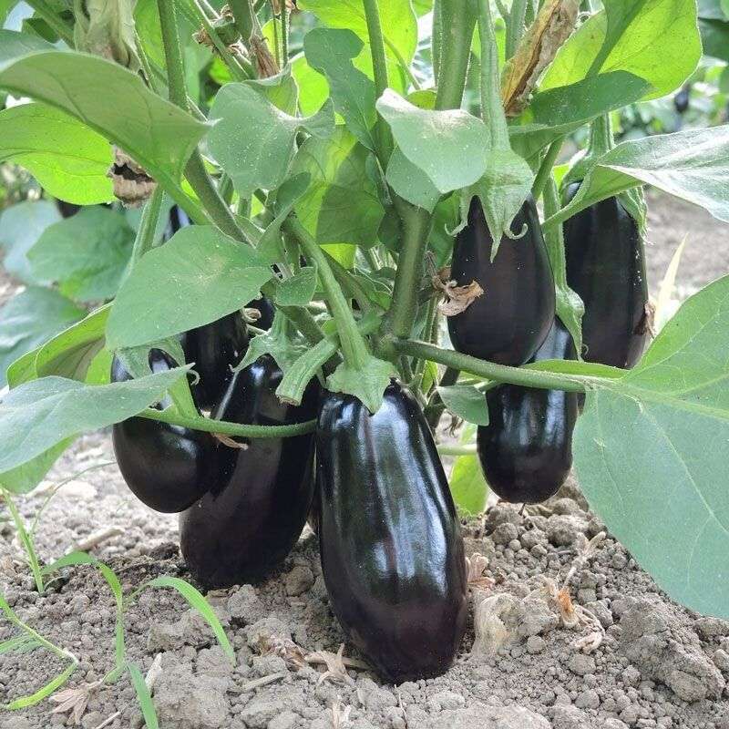 باذنجان رومي