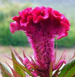 عرف الديك (سلوزيا فرشة)