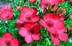 كتان الزهور