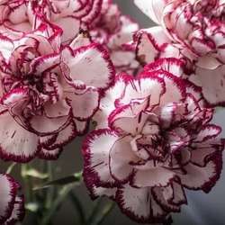 قرنفل أمريكي مجوز