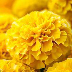 قطيفة (مخملية)