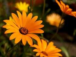 ديمورفوتيكا أصفر