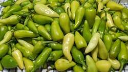 فلفل مكسيكي