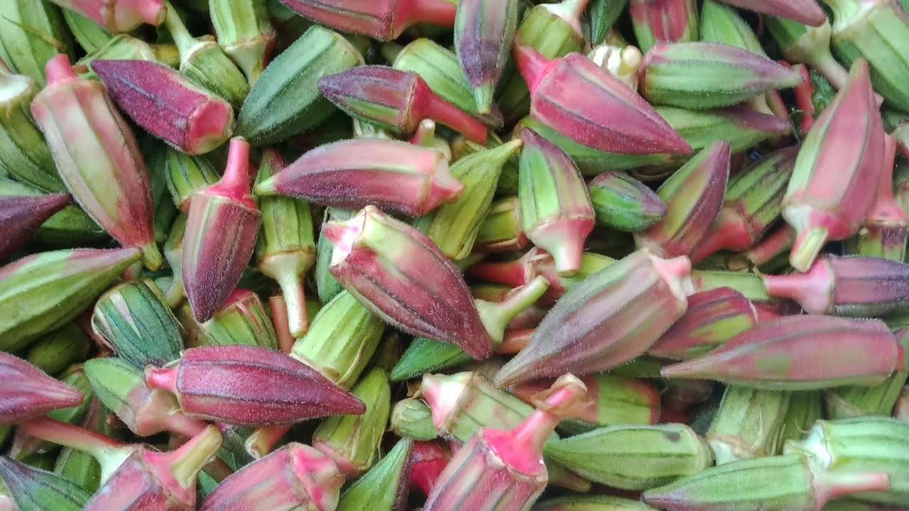 بامية حمراء