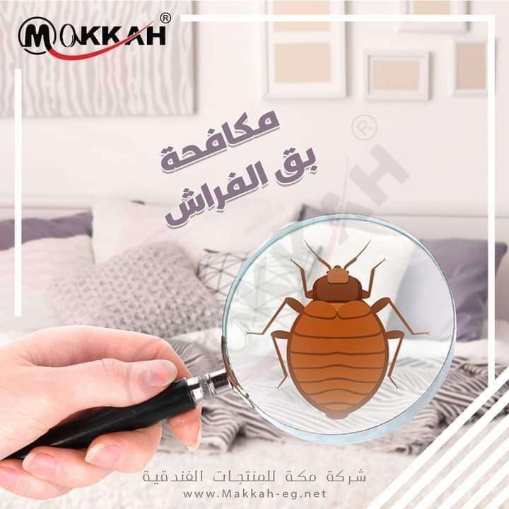 مبيد حشرة البق من شركه مكه