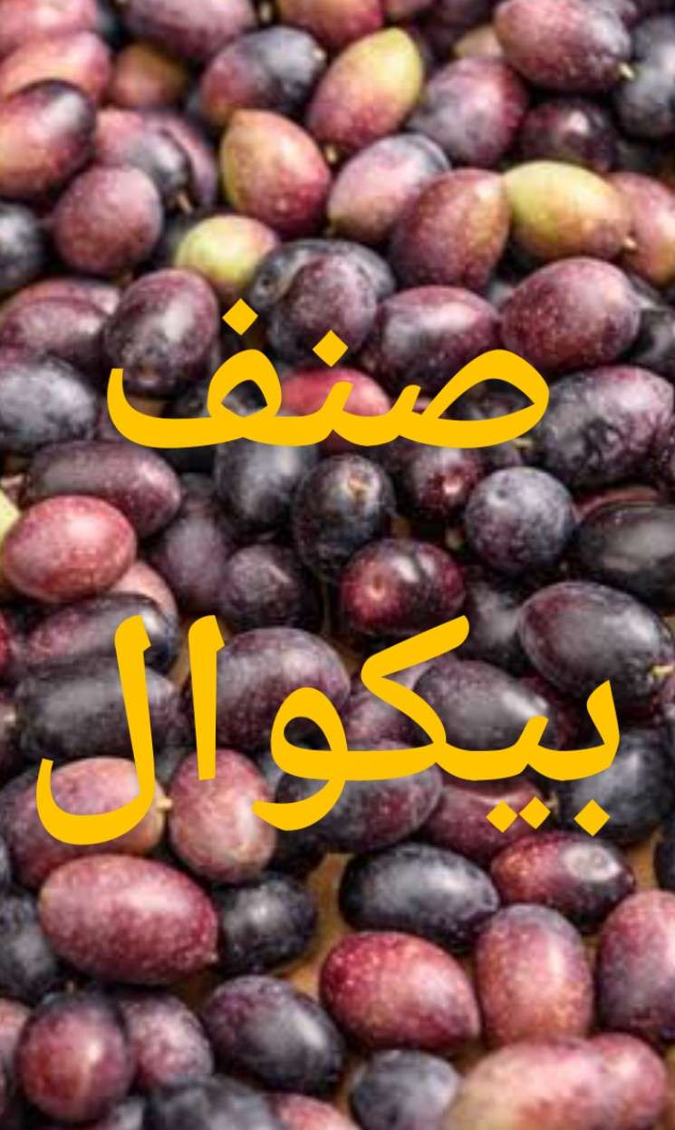 شتلات زيتون صنف بيكوال