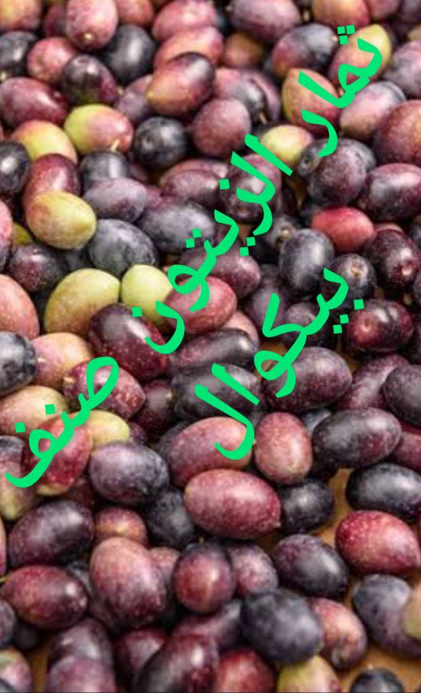 شتلات زيتون صنف بيكوال