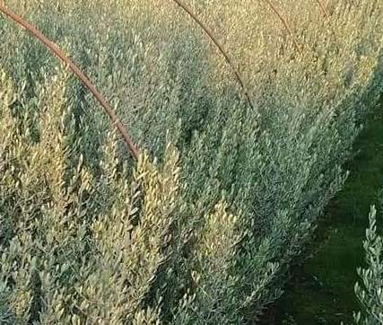 شتلات زيتون صنف بيكوال