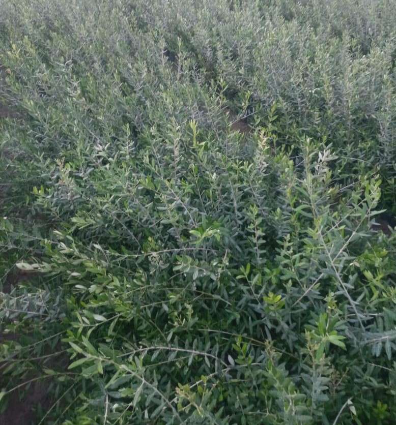 شتلات زيتون صنف بيكوال