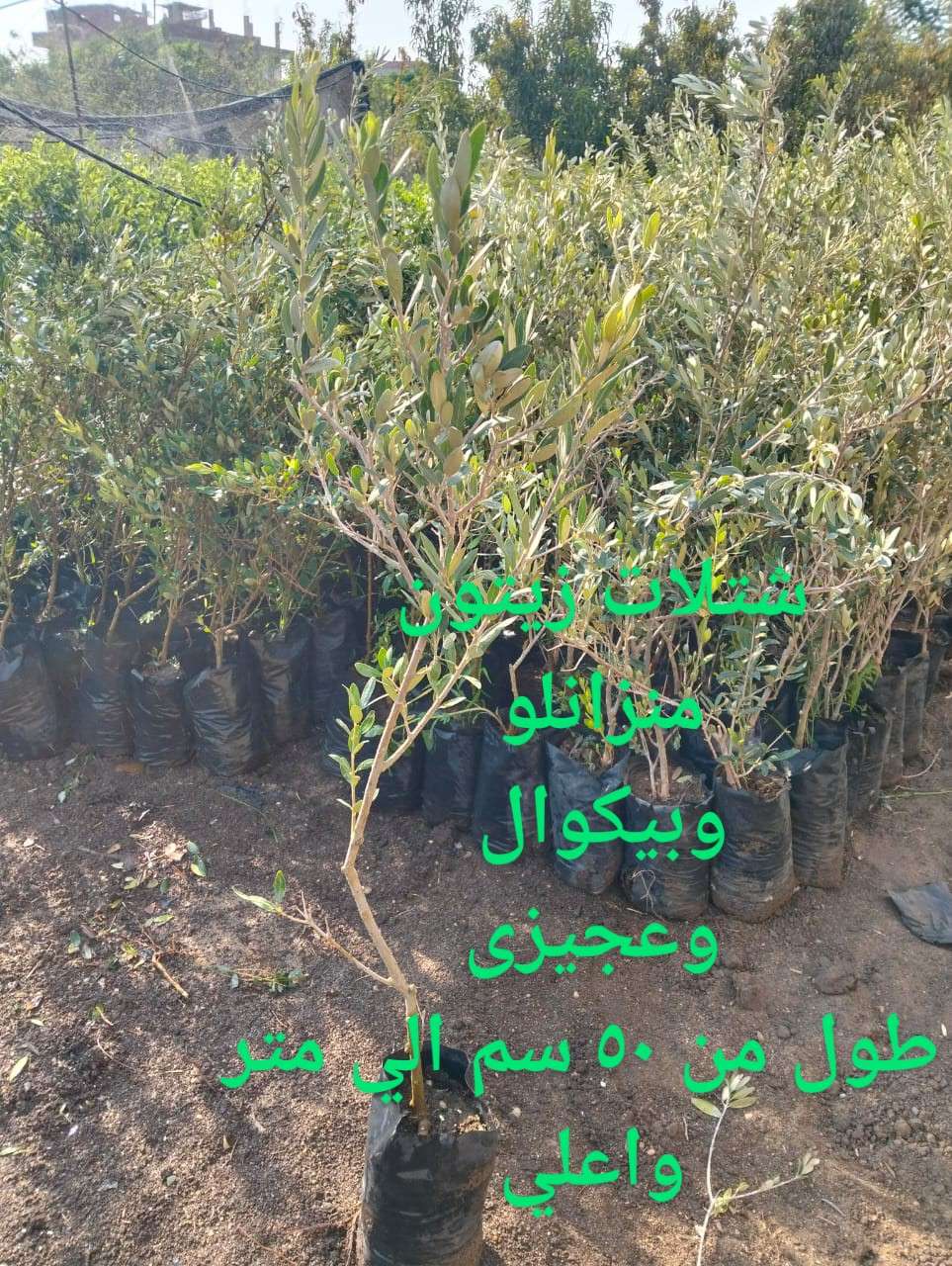 شتلات زيتون صنف بيكوال