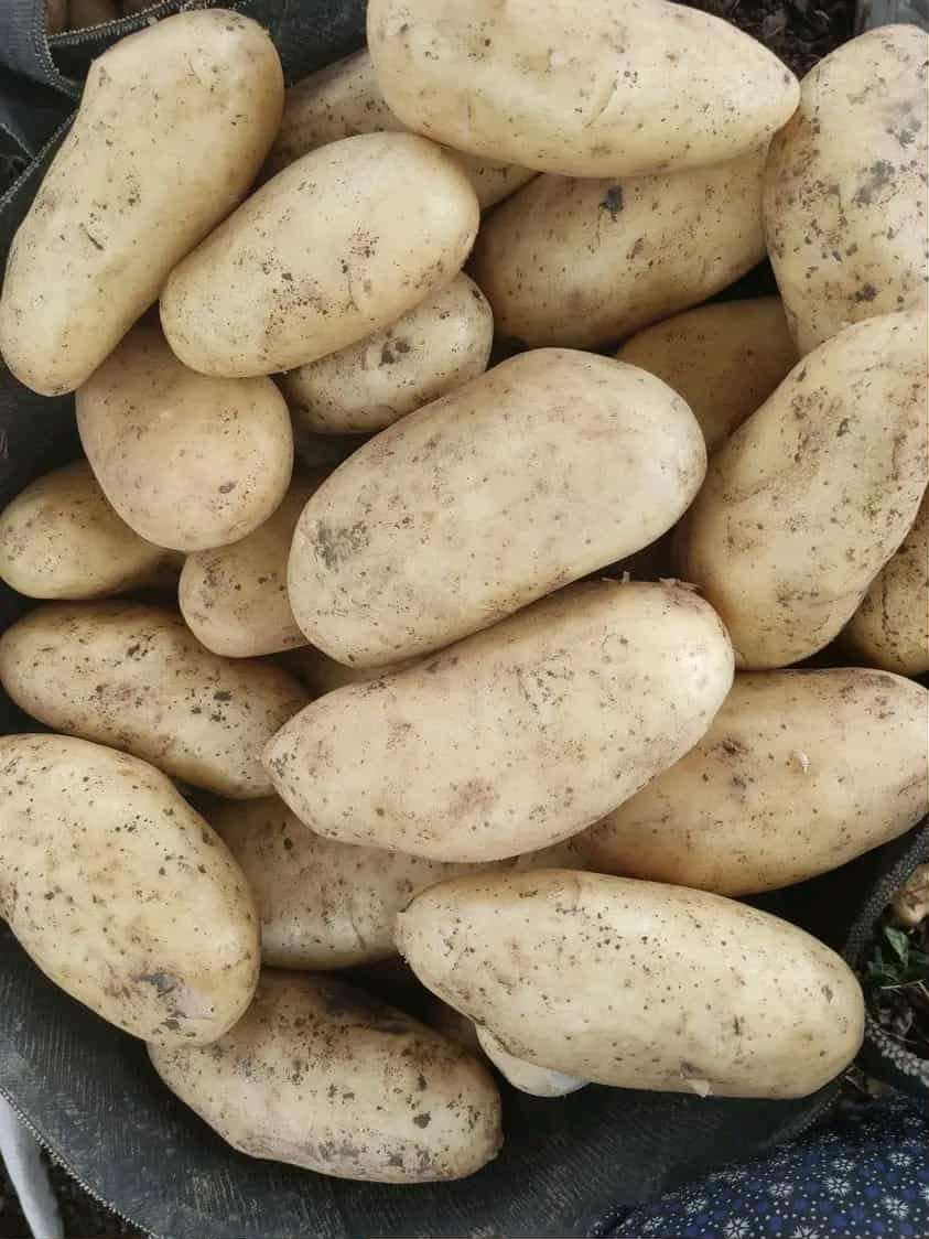 بطاطس للطبخ والتحمير