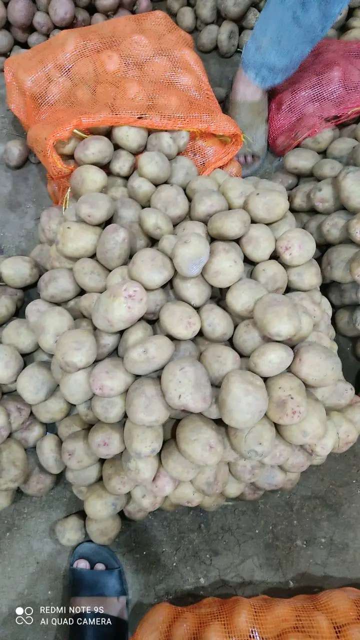 بطاطس للطبخ والتحمير