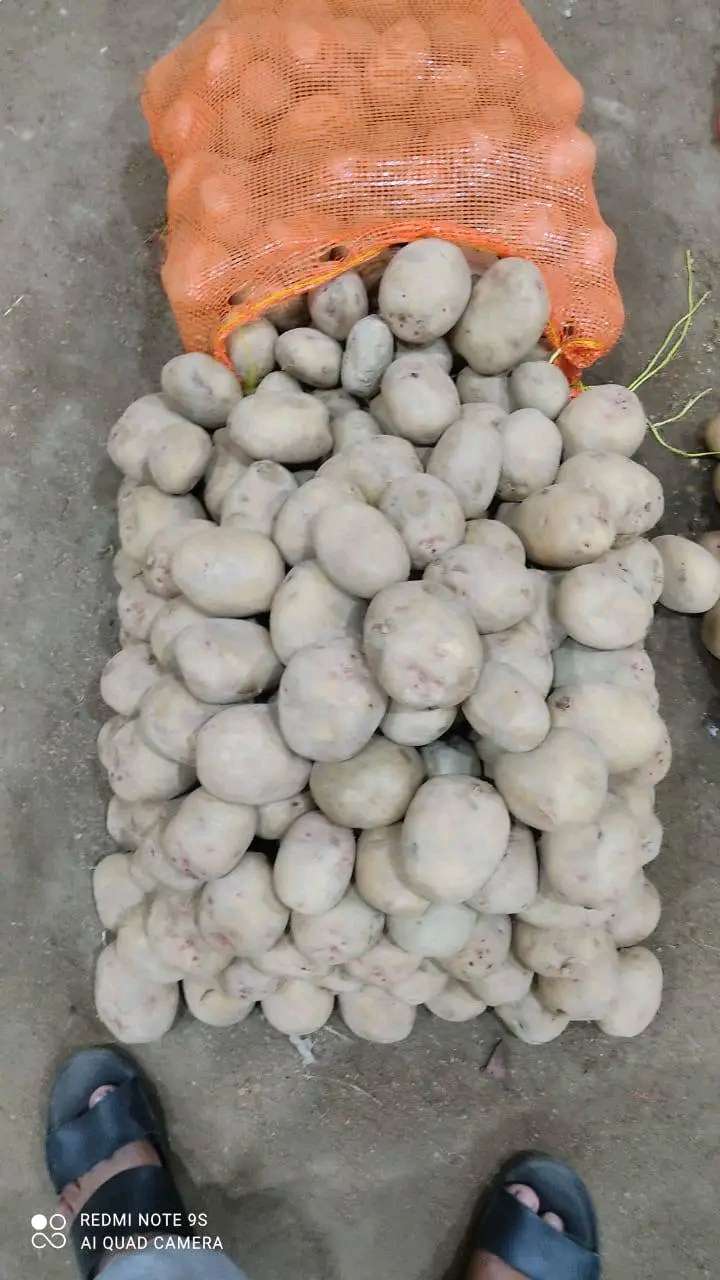 بطاطس للطبخ والتحمير